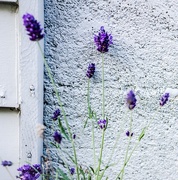 9th Jun 2016 - Urban lavender