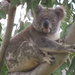 clear sight by koalagardens