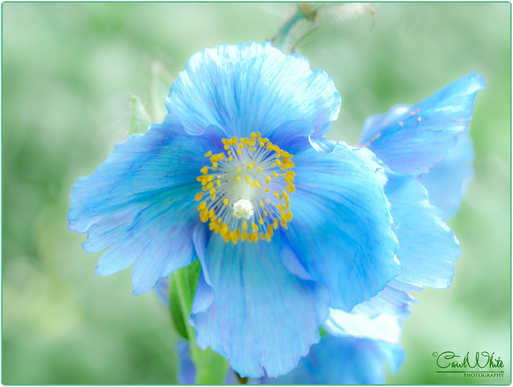 Meconopsis (Blue Himalayan Poppy) by carolmw