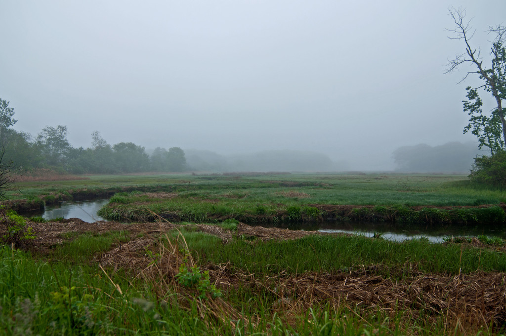 Foggy Marsh by dianen