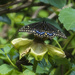 Black Swallowtail by gardencat