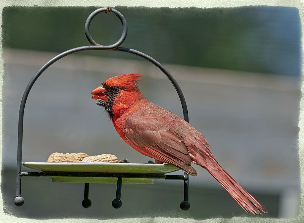 Bright Cardinal with Sunflower Seeds... by gardencat