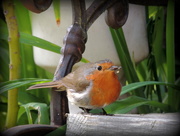 10th Jun 2016 - My little friendly robin