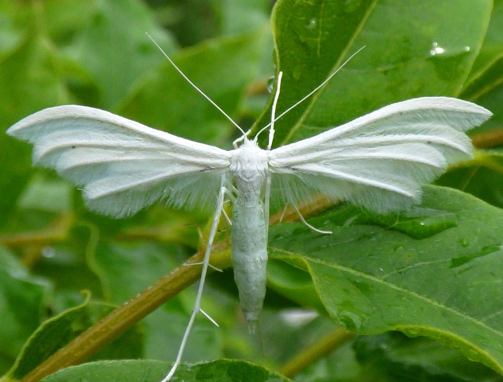 White Plume Moth (Pterophorus pentadactyla) by julienne1