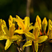 Yellow Rhododrendron by elisasaeter