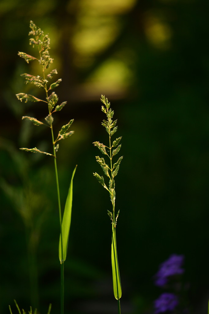 Evening Grass by jayberg