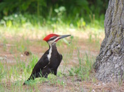 9th Jun 2016 - Piliated Woodpecker