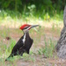 Piliated Woodpecker by sunnygreenwood