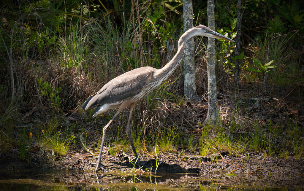 Blue Heron, on the Prowl! by rickster549