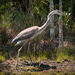 Blue Heron, on the Prowl! by rickster549