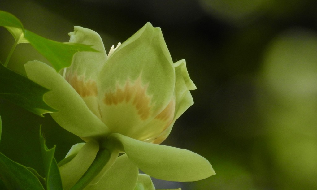 tulip tree bloom by amyk