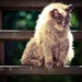Barn Cat  by mzzhope