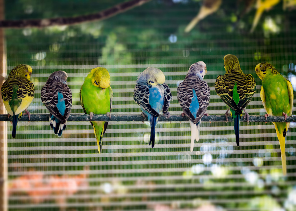 Parakeets on Parade by rosiekerr