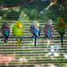 Parakeets on Parade by rosiekerr