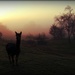 Alpaca's in the Mist by yorkshirekiwi