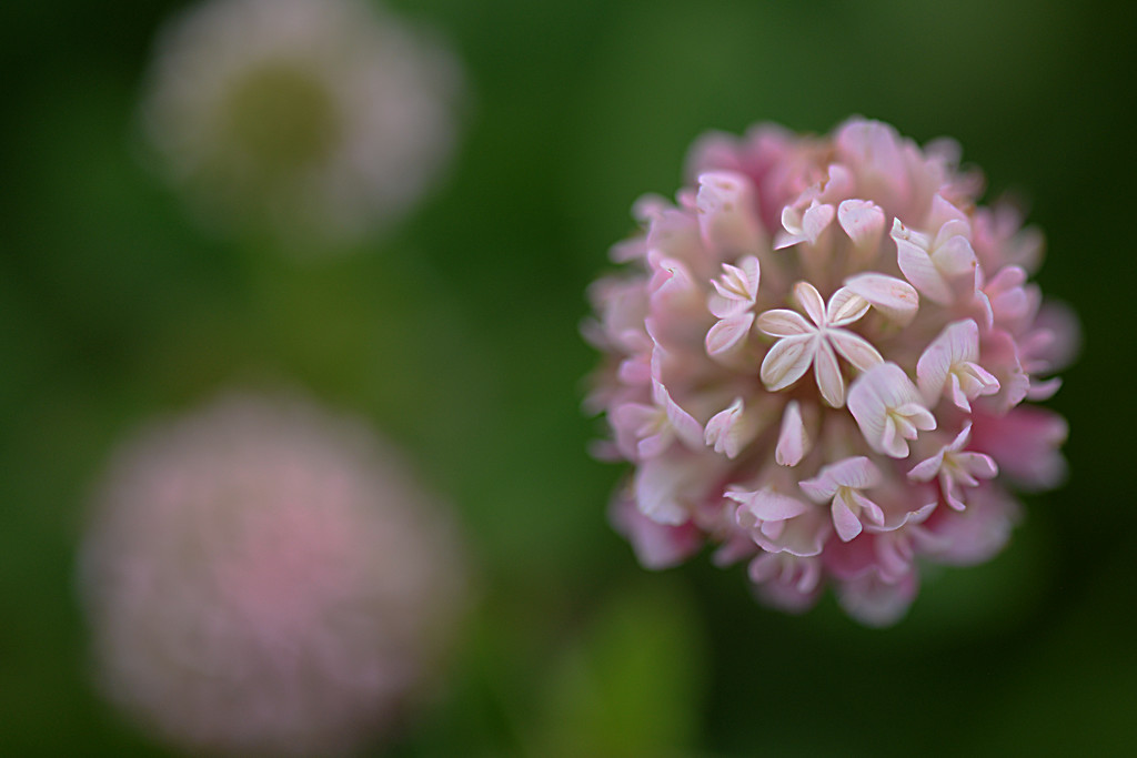 Pink clover! by fayefaye