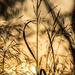 sunset grasses by aecasey