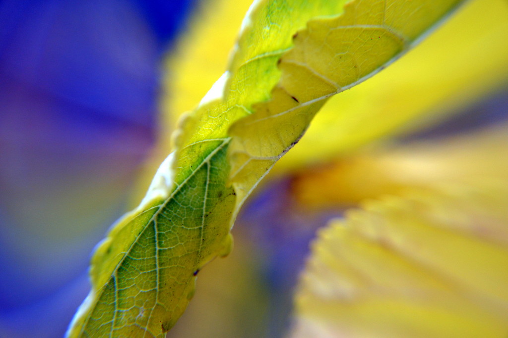 macro leaf  by dianeburns