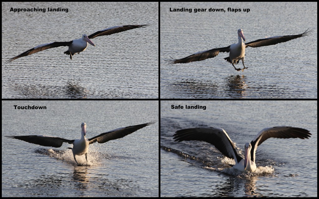 Pelican landing by gilbertwood