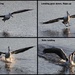 Pelican landing by gilbertwood