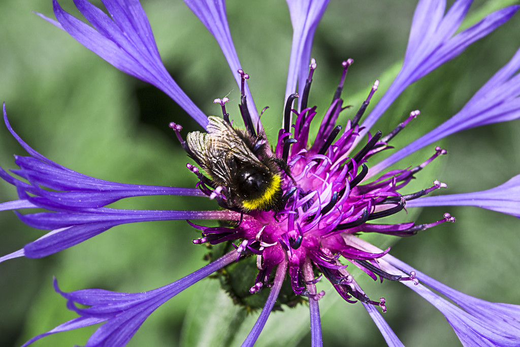 Busy Bee by megpicatilly