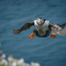 An Atlantic Puffin (Fratercula arctica) by pasttheirprime