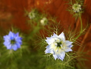 11th Jun 2016 - L is for love-in-a-mist