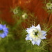 L is for love-in-a-mist by boxplayer