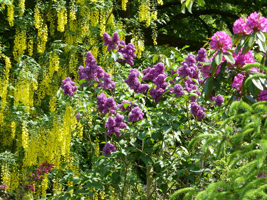  Laburnum, Lilac and Rhododendron  by susiemc