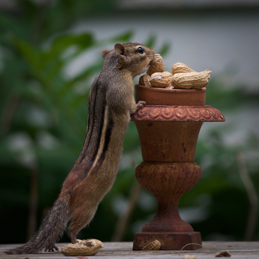 Peanut urn by berelaxed