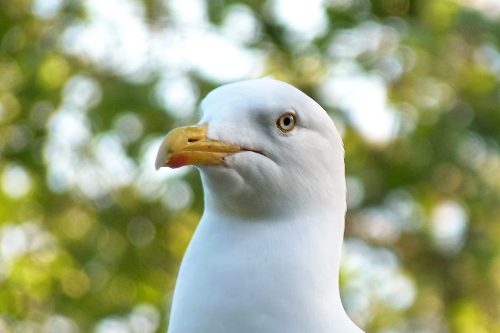 seagull.... by rubyshepherd