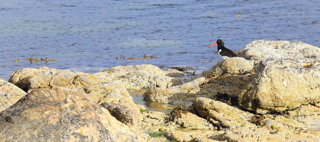 Oystercatcher by lifeat60degrees