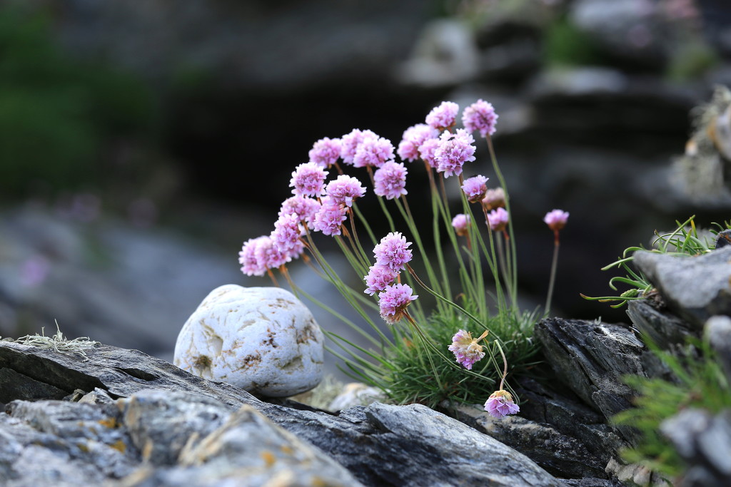 Sea Pinks / Thrift by lifeat60degrees