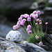 Sea Pinks / Thrift by lifeat60degrees