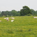White Park Cattle by philhendry