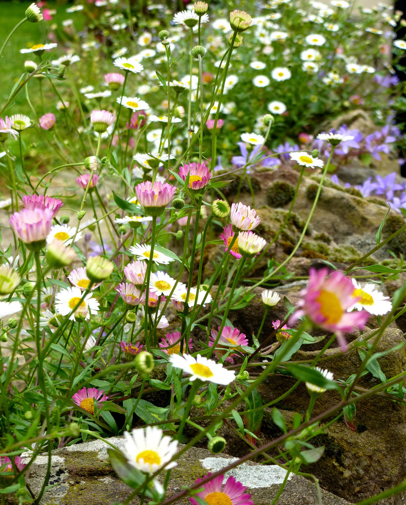 Flowers growing along the top of the wall..... by snowy