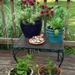Back porch flowers and herbs by beckyk365