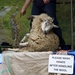 Sheep Shearing Demonstration At The Fair In The Square at Pond Square Highgate. by seattle