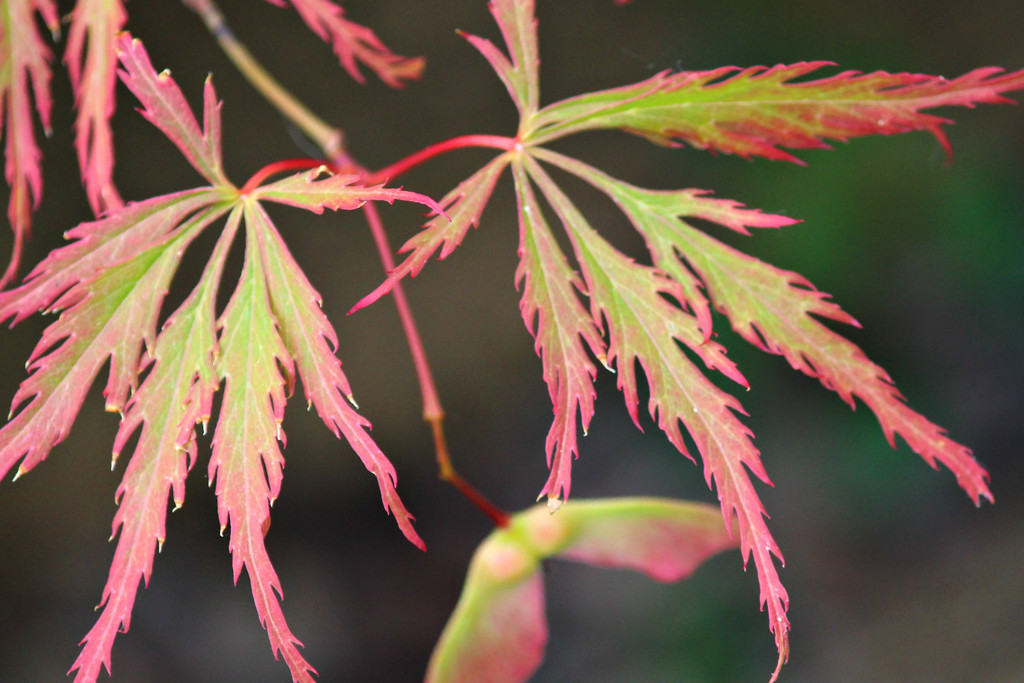 Acer. by wendyfrost