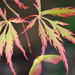 Acer. by wendyfrost