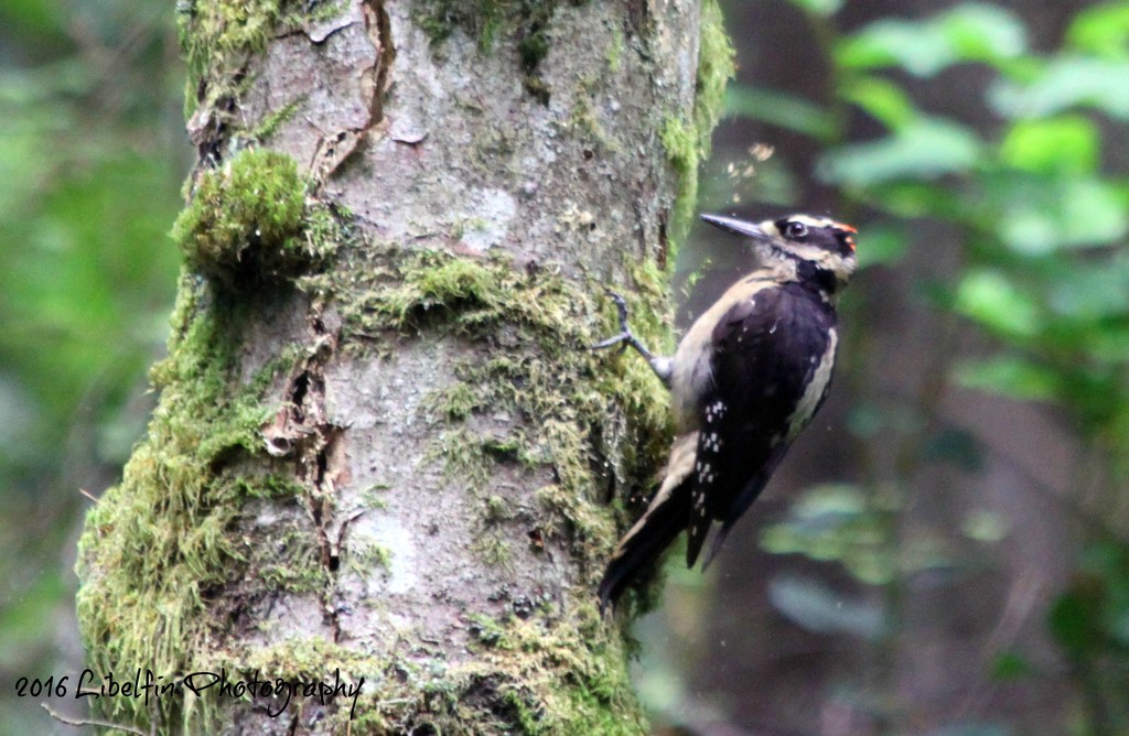 Hairy Woodpecker by kathyo