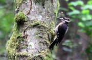 11th Jun 2016 - Hairy Woodpecker