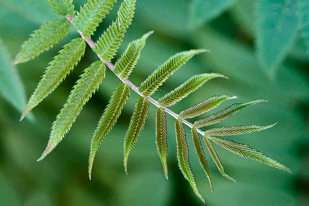 Blushing Leaf  by gardencat