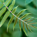 Blushing Leaf  by gardencat