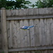 Blue Jay Glider by randy23