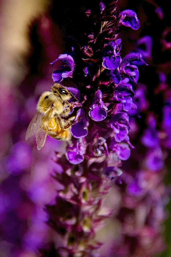Bee on Salvia by jaybutterfield