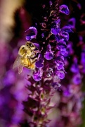 11th Jun 2016 - Bee on Salvia