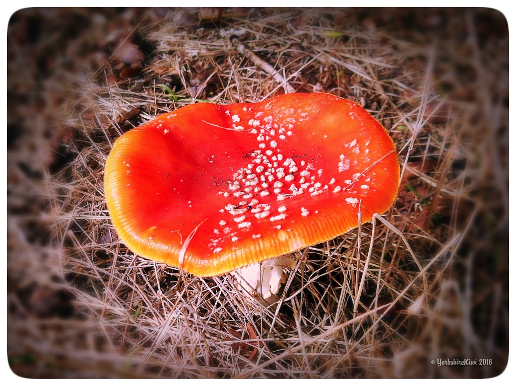 Yet another toadstool by yorkshirekiwi