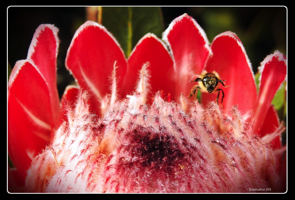 Protea and bee by yorkshirekiwi