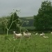 Sheep stare  by sarah19